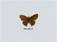 藏品(玳灰蝶)的圖片